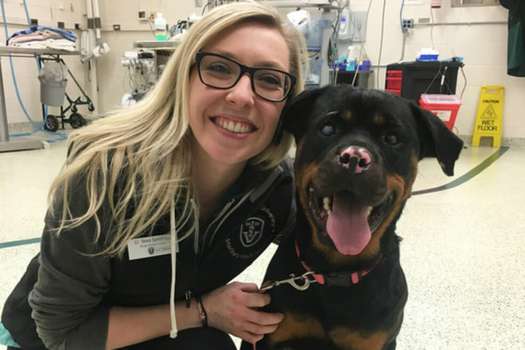 La veterinaria Brea Sandness junto a la rottweiler Stella, que sufrió quemaduras de segundo y tercer grado y desarrolló úlceras en los ojos por el contacto con el fuego. / Michigan State University
