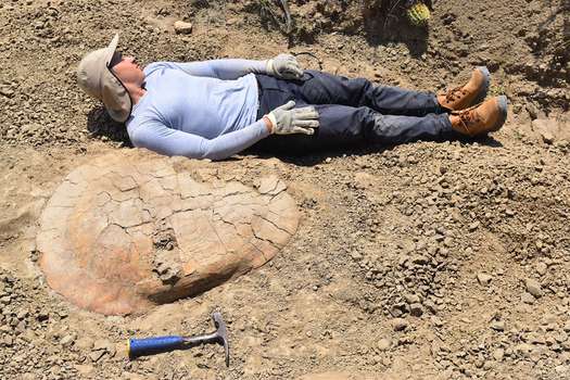 Fósil de tortuga “Stupendemys geographica", hallado en el desierto de la Tatacoa, Huila. 