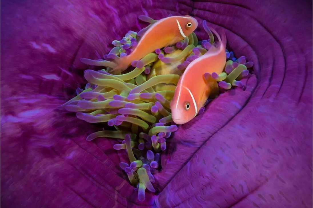 Peces coloridos de anémona