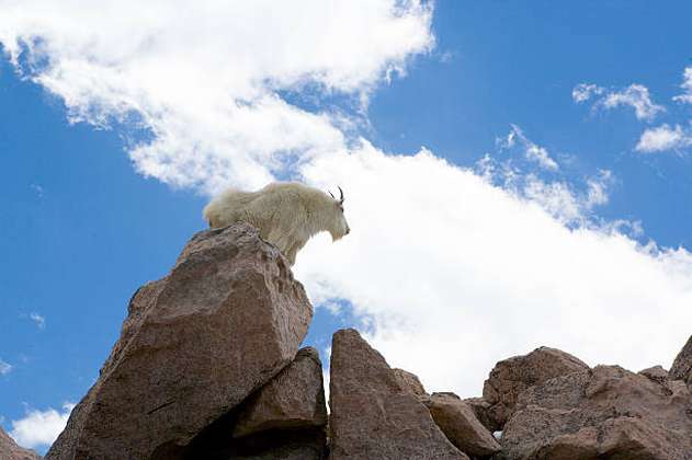 La cabra blanca no es la perfecta escaladora de montañas que creíamos