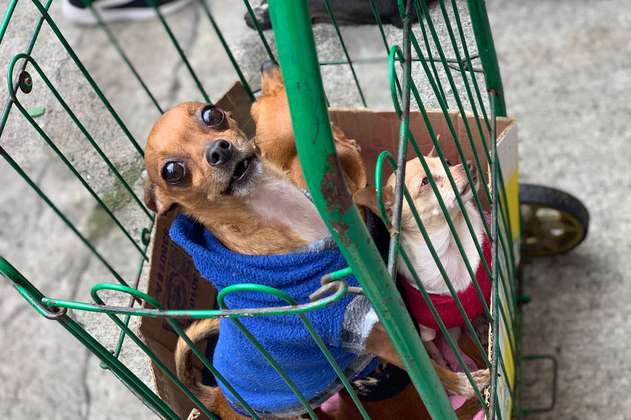 Mascotas fueron vacunadas contra el moquillo en San Cristóbal