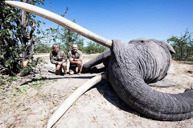 En caza autorizada por Botsuana matan a uno de los elefantes más grandes de África