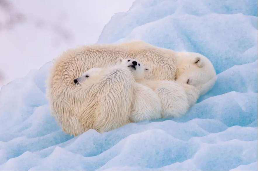 Dos oseznos polares se acurrucan con su madre