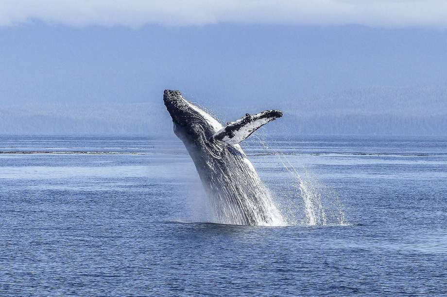 Las ballenas jorobadas llegan entre junio y julio cada año, y permanecen en las cálidas aguas del Pacífico hasta noviembre y los primeros días de diciembre.