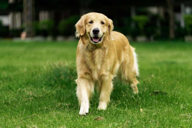 Golden Retriever: cuidados, comida y lo que debes saber de esta raza de perros