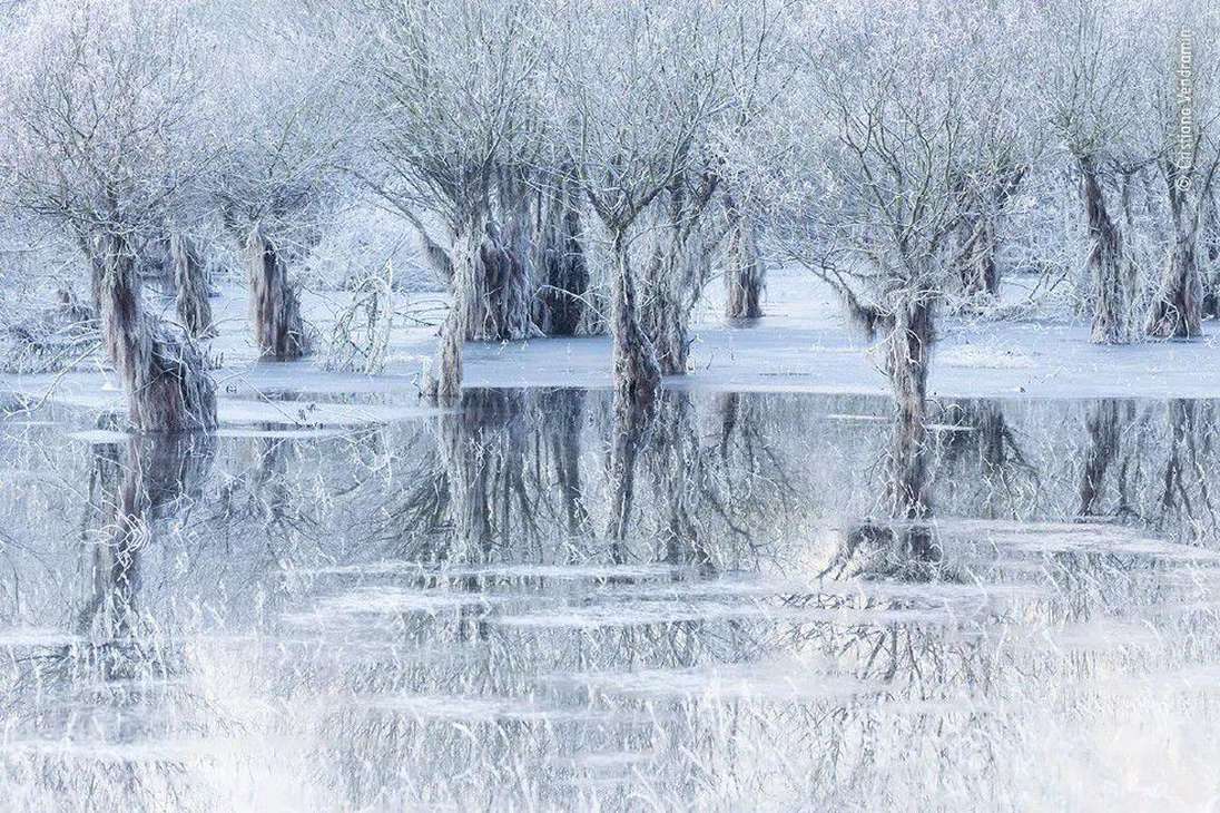 La foto ganadora fue tomada por el italiano  Cristiano Vendramin, quien retrata el lago de Santa Croce, ubicado en la provincia de Belluno, Italia. 
Cristiano notó que en el invierno de 2019, el agua estaba inusualmente alta y que los sauces estaban parcialmente sumergidos, creando un juego de luces y reflejos.