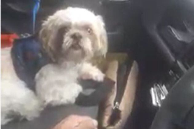 Abandonaron a un perro en un taxi y le dejaron carta de instrucciones al conductor