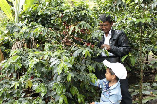 Los indígenas nasa de Cauca son algunos de los productores del café Pazadentro. / Cortesía: Programa Paz Adentro.