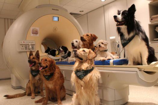 A 13 perros se les hizo una resonancia magnética. / Agencia Sinc