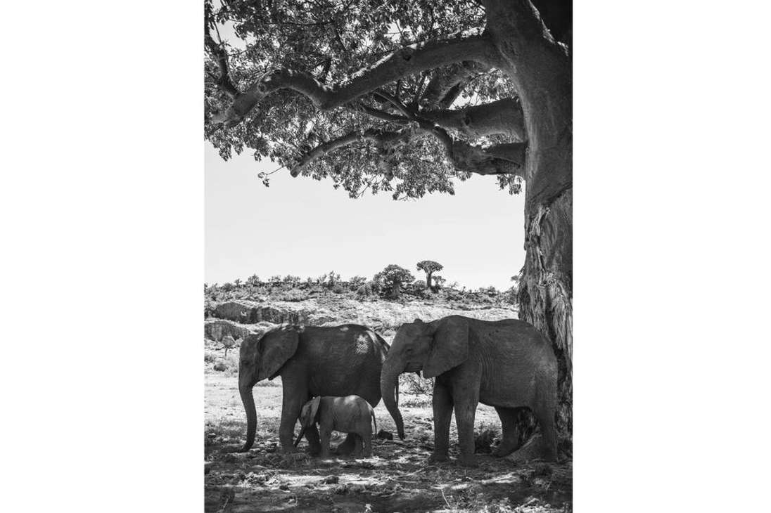 La relación entre un grupo de elefantes africanos y un árbol baobab se tensa a medida que azotan las sequías.