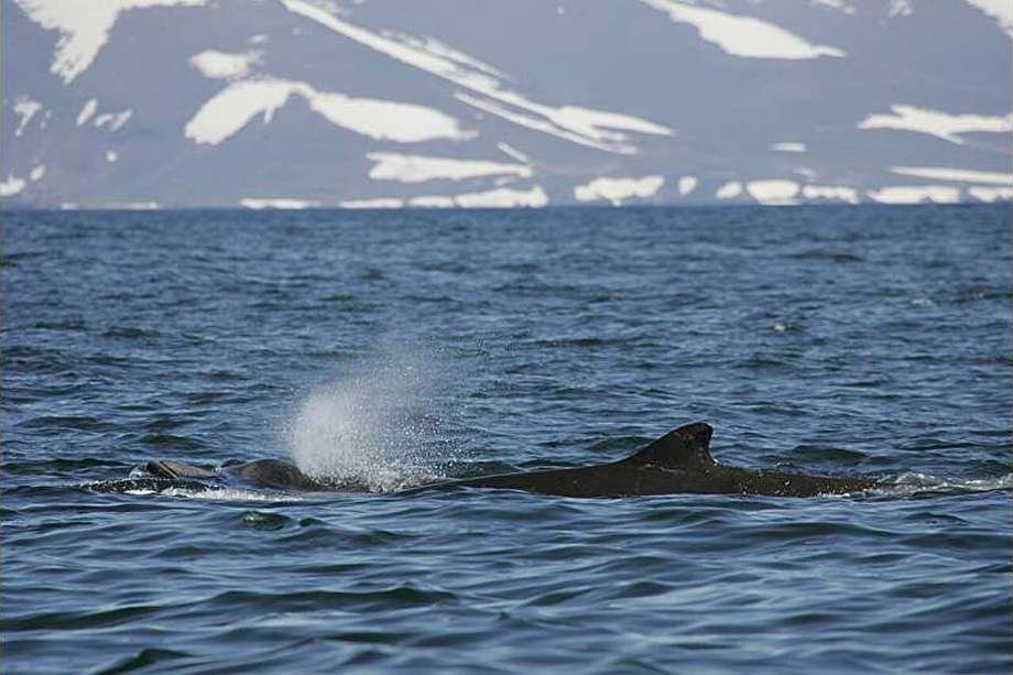 186 ejemplares de ballenatos de Cuvio fueron encontrados en las Islas del Comandante entre 2008 y 2019.