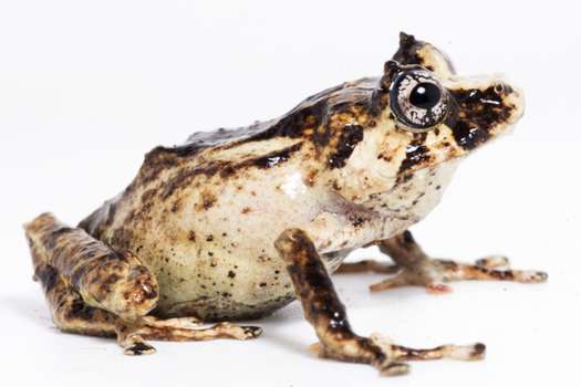 Esta nueva variedad de rana Pristimantis paulpittmani fue encontrada en un parque natural de la Amazonía de Perú.