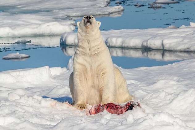 Por cambio climático y falta de comida, aumenta canibalismo entre osos polares 
