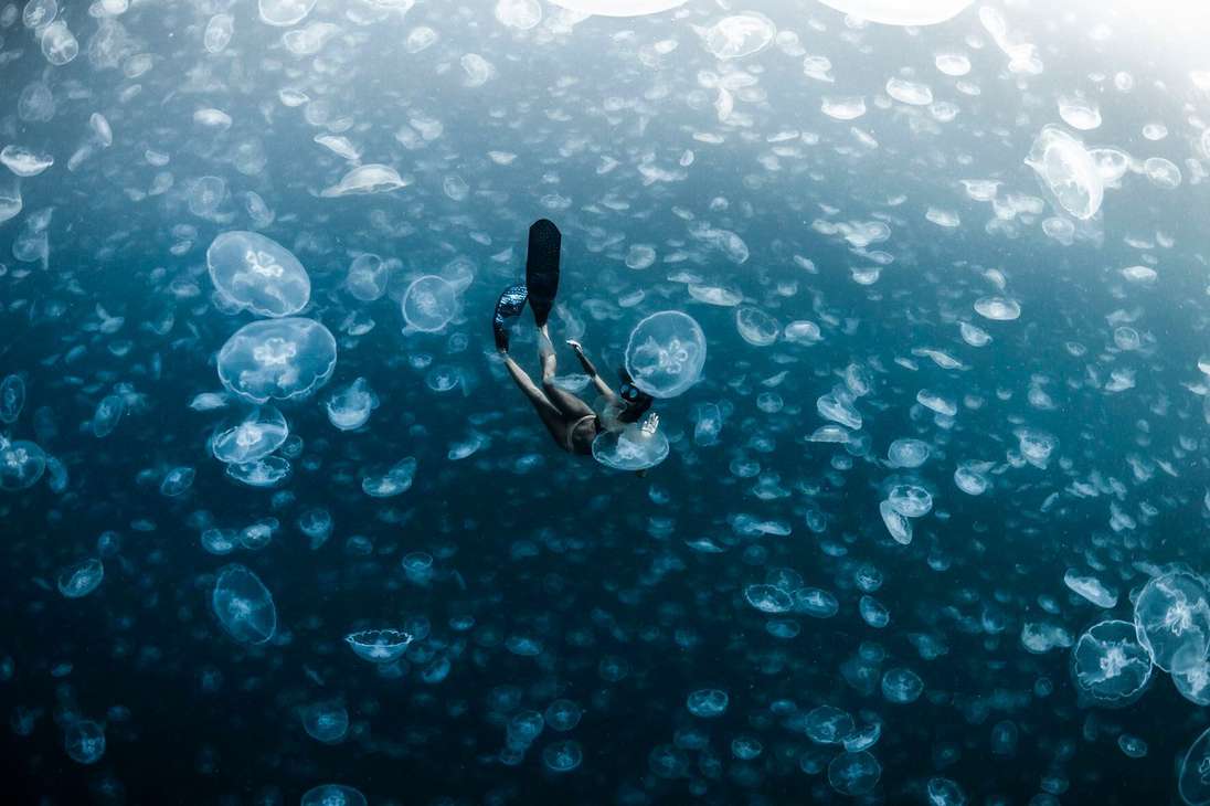 Un apneista a través de un océano lleno de medusas lunares en Raja Ampat, Papua Occidental.
