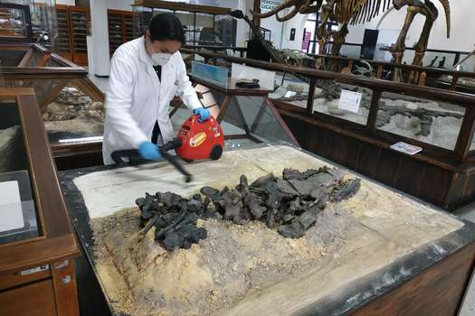 Las colecciones de fósiles son de vital importancia para las investigaciones científicas.