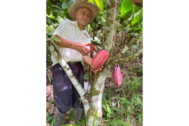 Lanzan alianza en la Amazonía para que víctimas y excombatientes siembren cacao