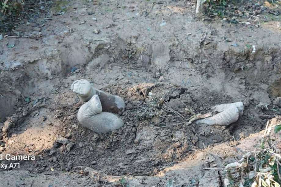 Los investigadores encontraron enterrados a cinco crías de elefantes.