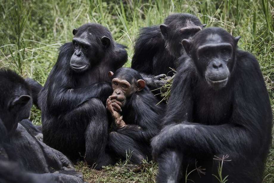 Los chimpancés, junto con los bonobo, son nuestros parientes más cercanos.