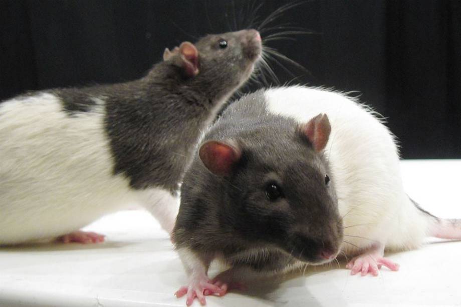 5 cosas que no sabías sobre las ratas