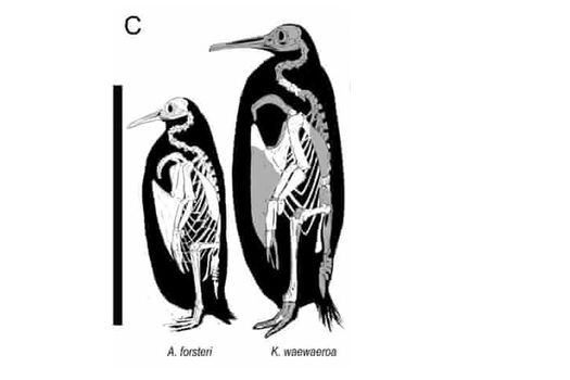 El pingüino tiene entre 27,3 y 34,6 millones de años.