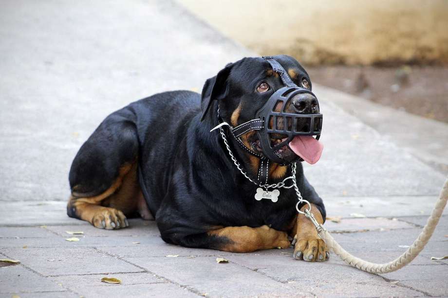 Algunas razas de perros deben portar de forma obligatoria el bozal, pues son consideradas “razas de manejo especial”, por su tamaño y fuerza.