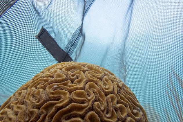 Logran reproducir corales resistentes a enfermedad