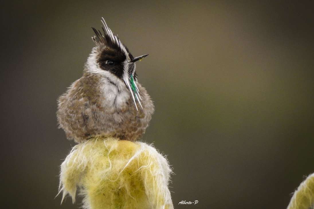 Este impresionante colibrí es distintivo dentro de su limitado rango en el centro-norte de Colombia. Los machos tienen una raya verde puntiaguda en la garganta bordeada de blanco y una cresta blanco y negro puntiaguda.