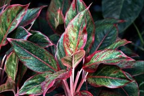 Aglaonema o planta pintora: el color ideal para rincones con poca luz