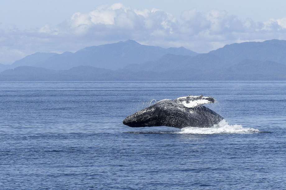 Colombia es uno de los cinco países del mundo en donde es posible hacer avistamiento de ballenas jorobadas.