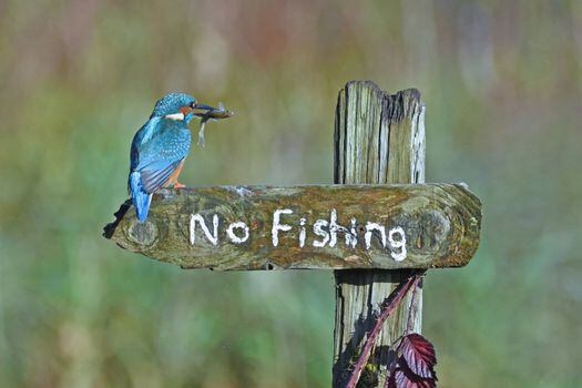 Es un pájaro sinsonte: cerca de Kirkcudbright, en Escocia, un martín pescador aterrizó en el letrero de "No pescar" con un pez.