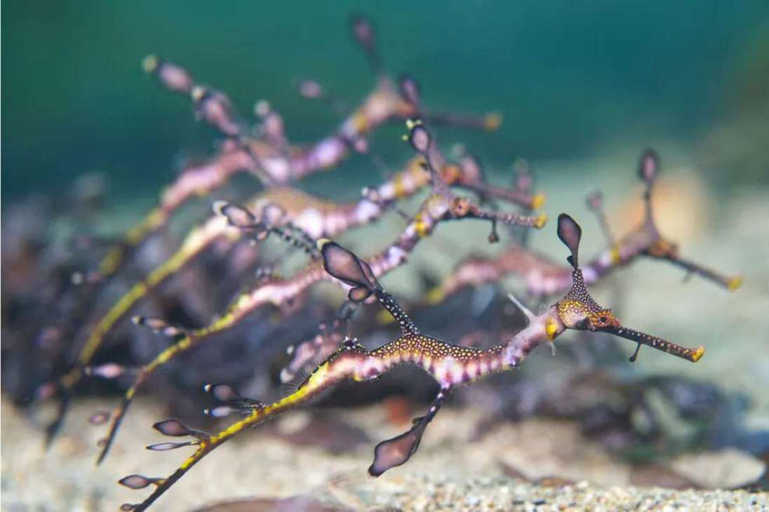 Un cardumen de dragones de mar llenos de malezas: una vista extremadamente rara para estos animales típicamente solitarios.