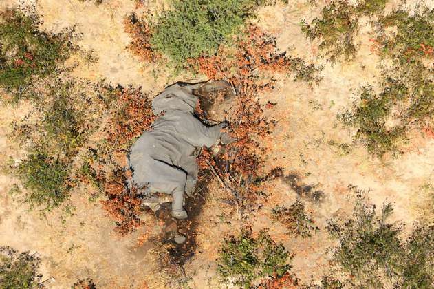 Las imágenes de la muerte masiva de elefantes en África