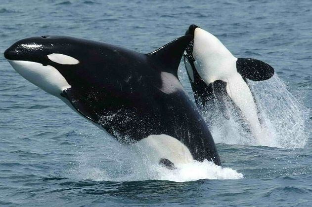 Liberados los primeros cetáceos de la temida "cárcel de ballenas" en Rusia