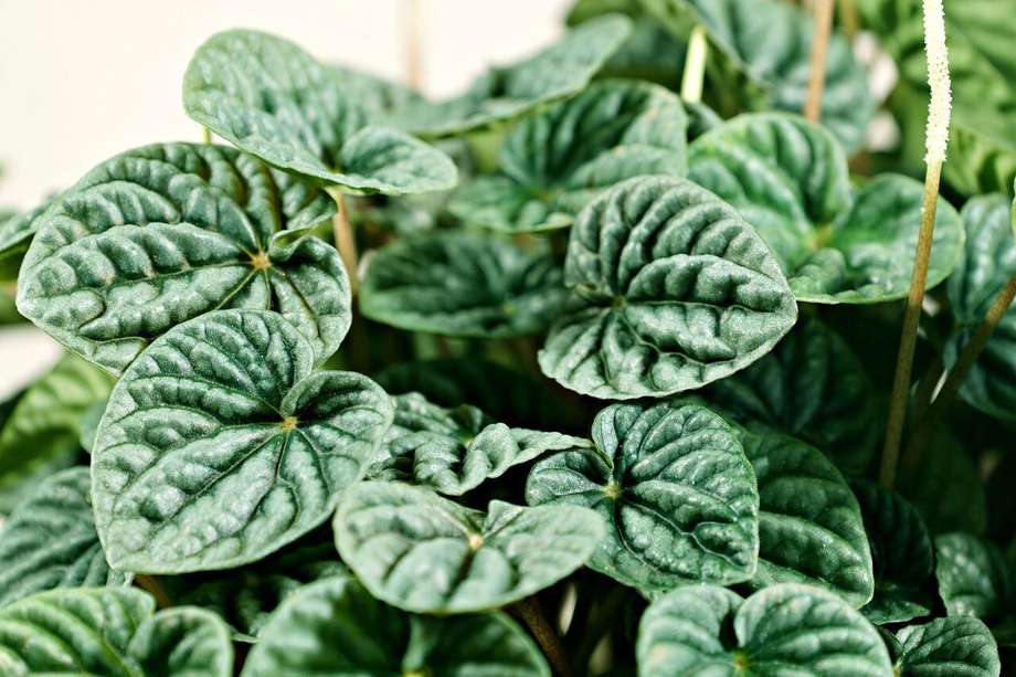 Prefieren luz indirecta brillante, riego moderado y un ambiente húmedo. Con el cuidado adecuado, estas plantas pueden prosperar durante muchos años.