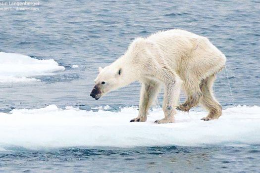 En el 2015, un fotográfo registró la imagen de un oso polar desnutrido.  / Kerstin Langenberger Photography