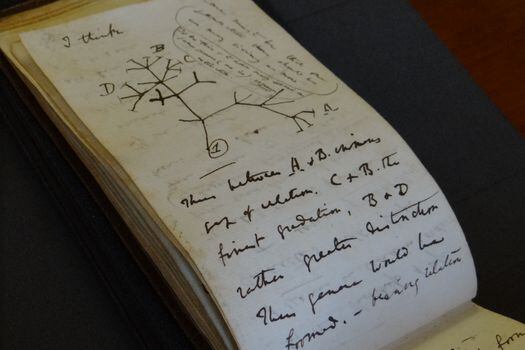 La policía investiga quién está detrás del presunto robo y la devolución de las pequeñas libretas -una de las cuales contiene un boceto del famoso "árbol de la vida" darwiniano de 1837, en la imagen-, que fueron dejadas en una bolsa de color rosa chillón en una sala sin cámaras de seguridad.EFE/STUART ROBERTS/CAMBRIDGE UNIVERSITY LIBRARY/
