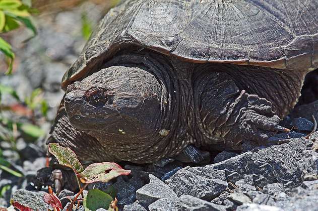 En video: una tortuga mordedora derribó a una serpiente de agua 