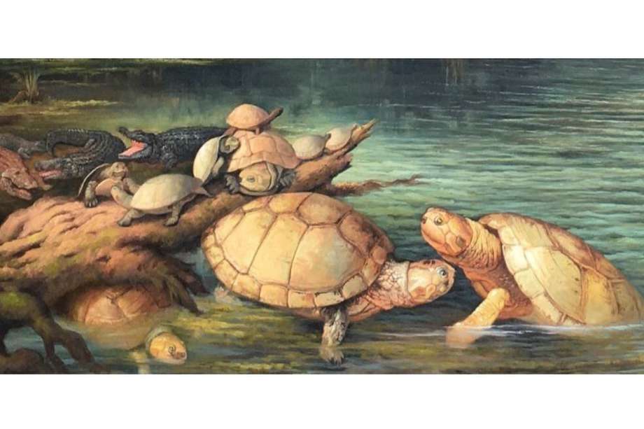 Esta es una recreación de las tortugas gigantes descubiertas en Socha, Boyacá, de la especie Puentemys mushaisaensis.