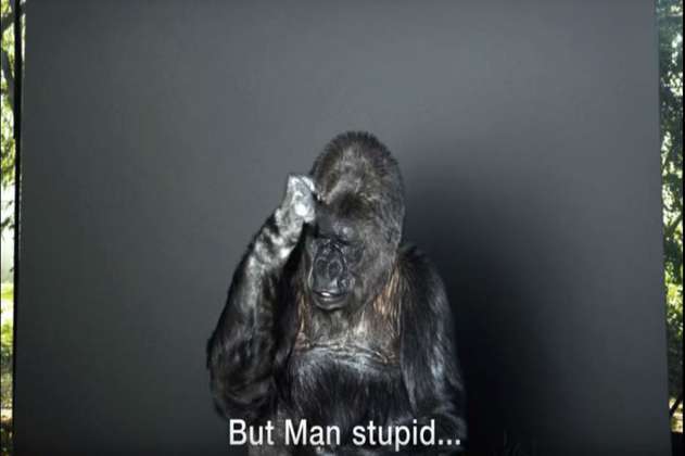 Koko la gorila no entiende el cambio climático