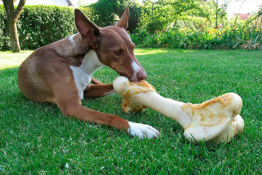 ¡Tu perro puede comer huesos! Esto recomiendan los especialistas
