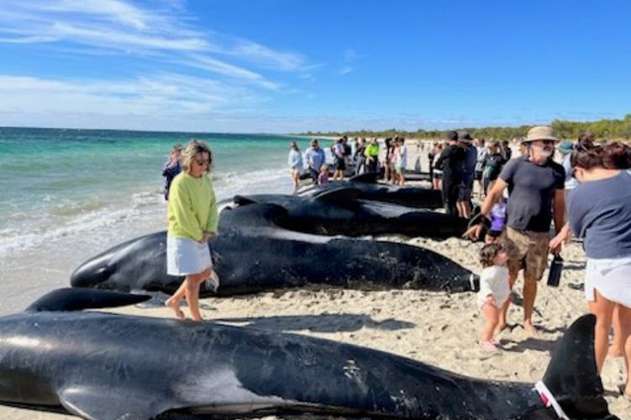 Más de 160 ballenas quedaron varadas en playa de Australia, ¿qué pasó?