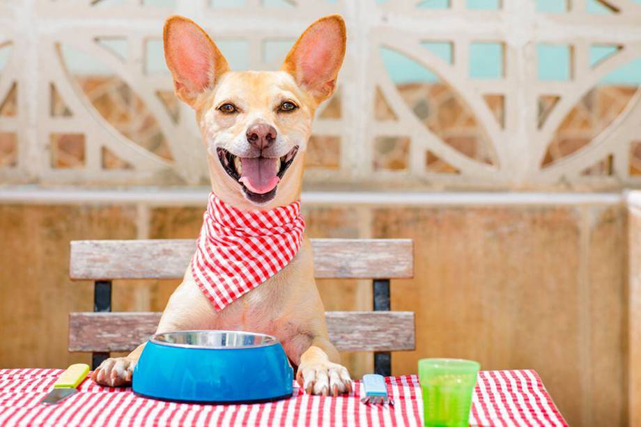 Los alimentos que puede consumir tu perro debes consultarlos con un veterinario. 
