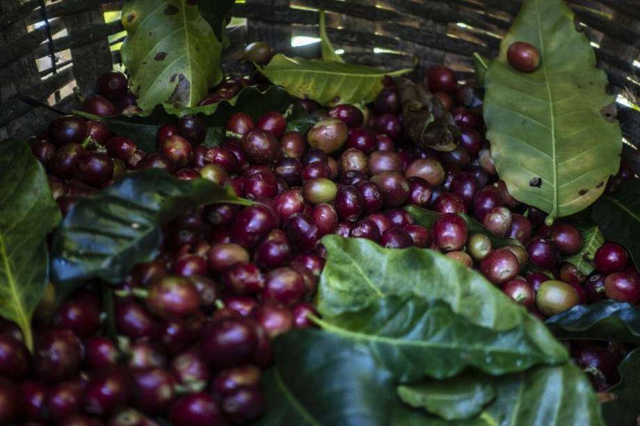 Perú es el mayor productor de café orgánico después de México.