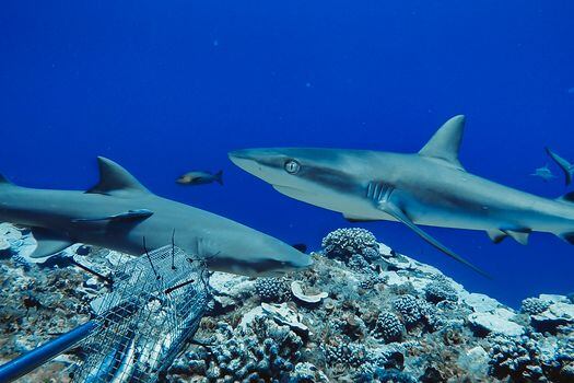 Tiburones arrecife