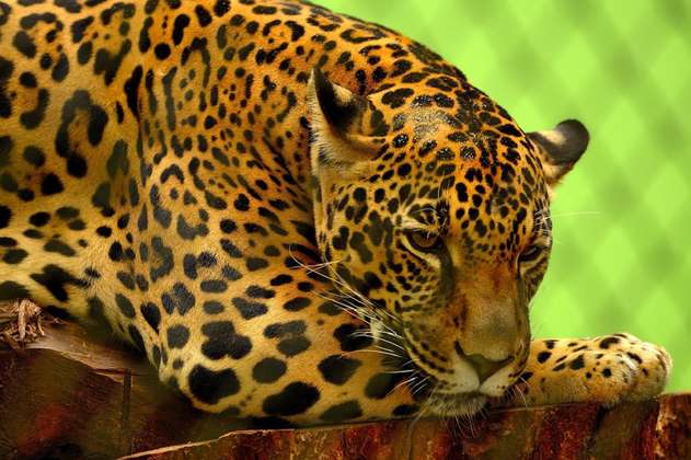 Muere jaguar al intentar escapar de un hotel en Amazonas