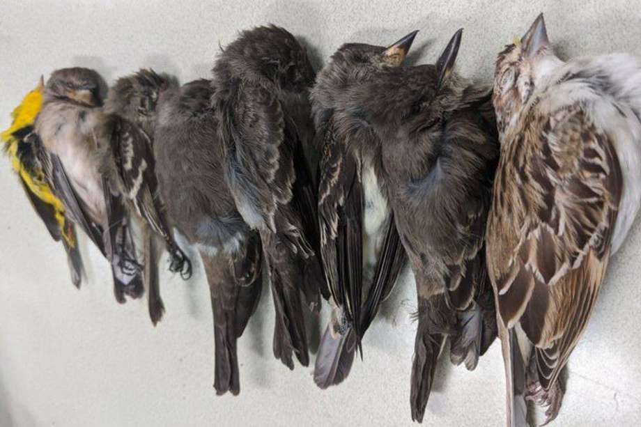 Algunas de las aves muertas encontradas por biólogos de la Universidad Estatal de Nuevo México.