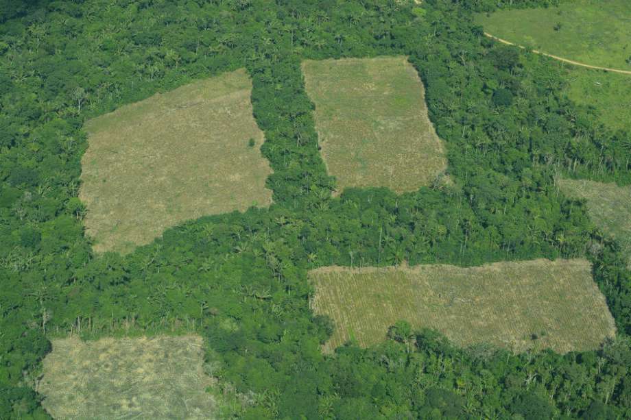 Guaviare (24%), Meta (17%) y Caquetá (13%) continúan siendo los departamentos que concentran las mayores cantidades de detecciones de deforestación.  / FCDS