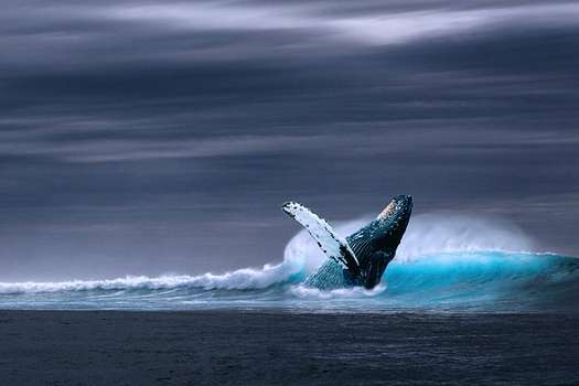 En este año, se han registrado cuatro muertes de ballenas en la Bahía de San Francisco por colisiones con barcos.