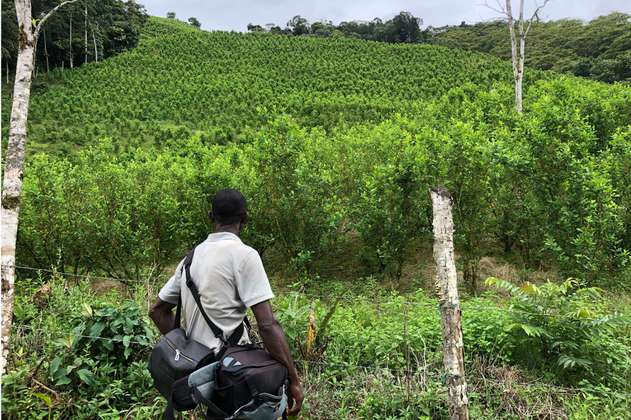 Formalizar la tierra no reduce siembra de cultivos de coca, según académicos 