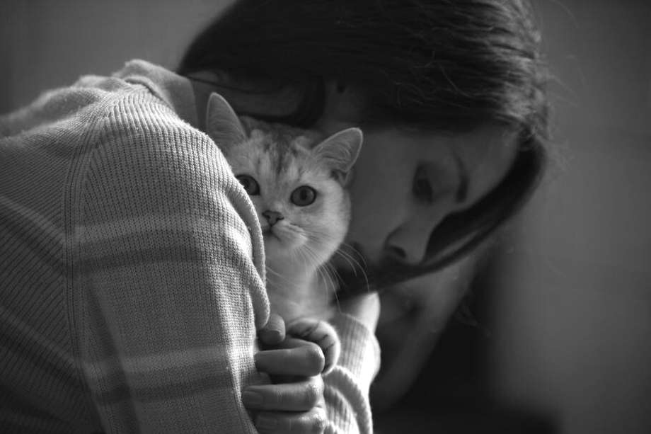 Los felinos tienen un comportamiento diferente cuando saben que su dueño esta triste: prestan más atención y son más sensibles a los cambios en la rutina de la persona.